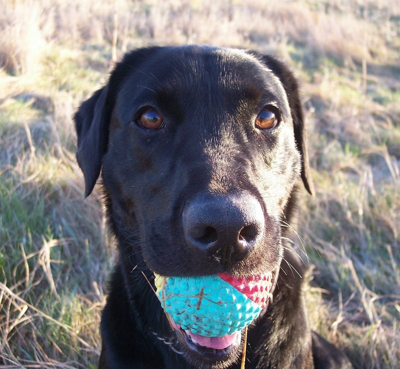 Black dog with ball in mouth in Oxfordshire