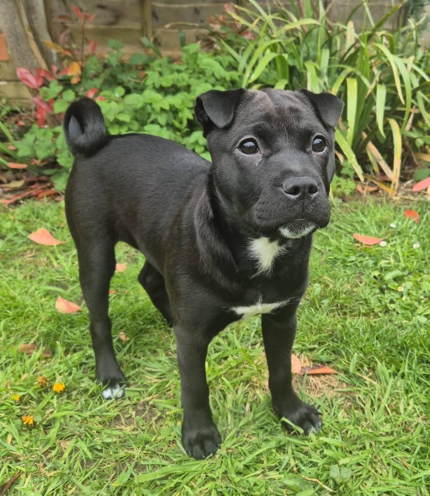 Puppy in garden in Witney