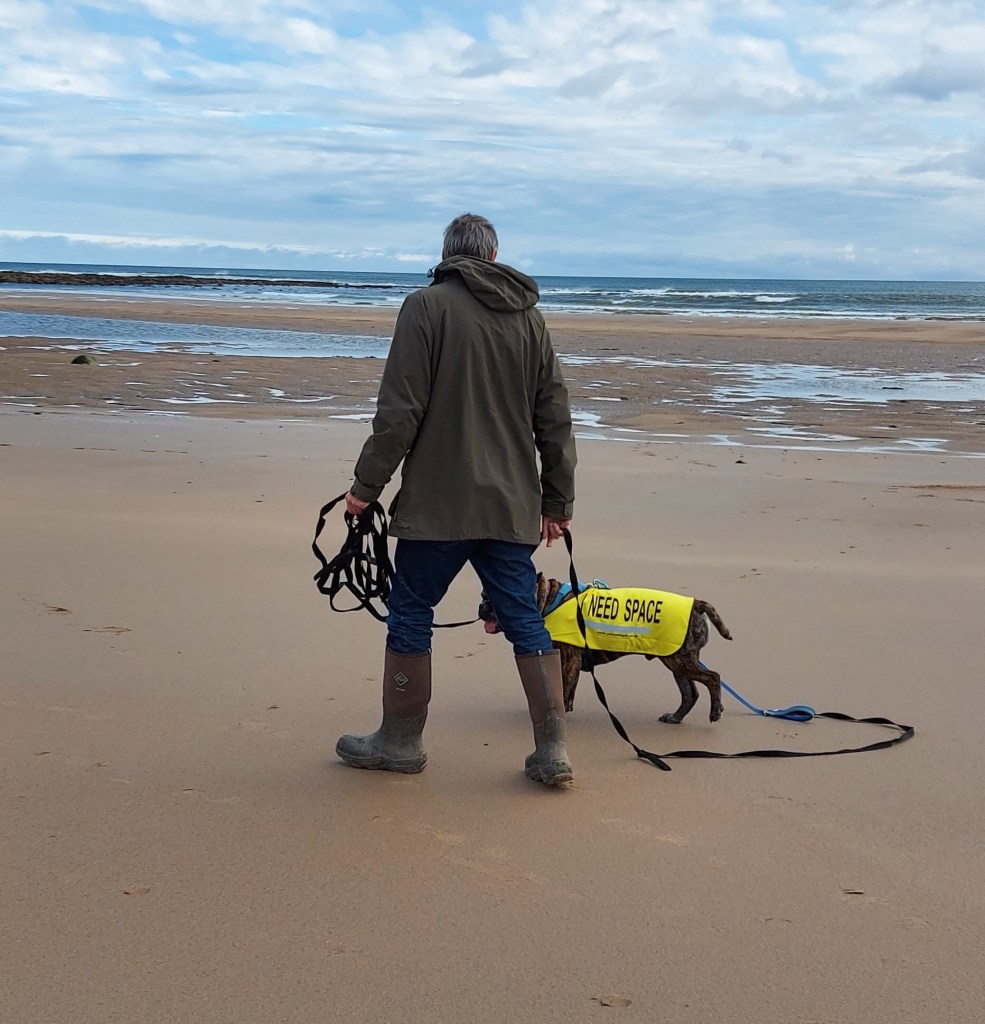 Reactive dog in training