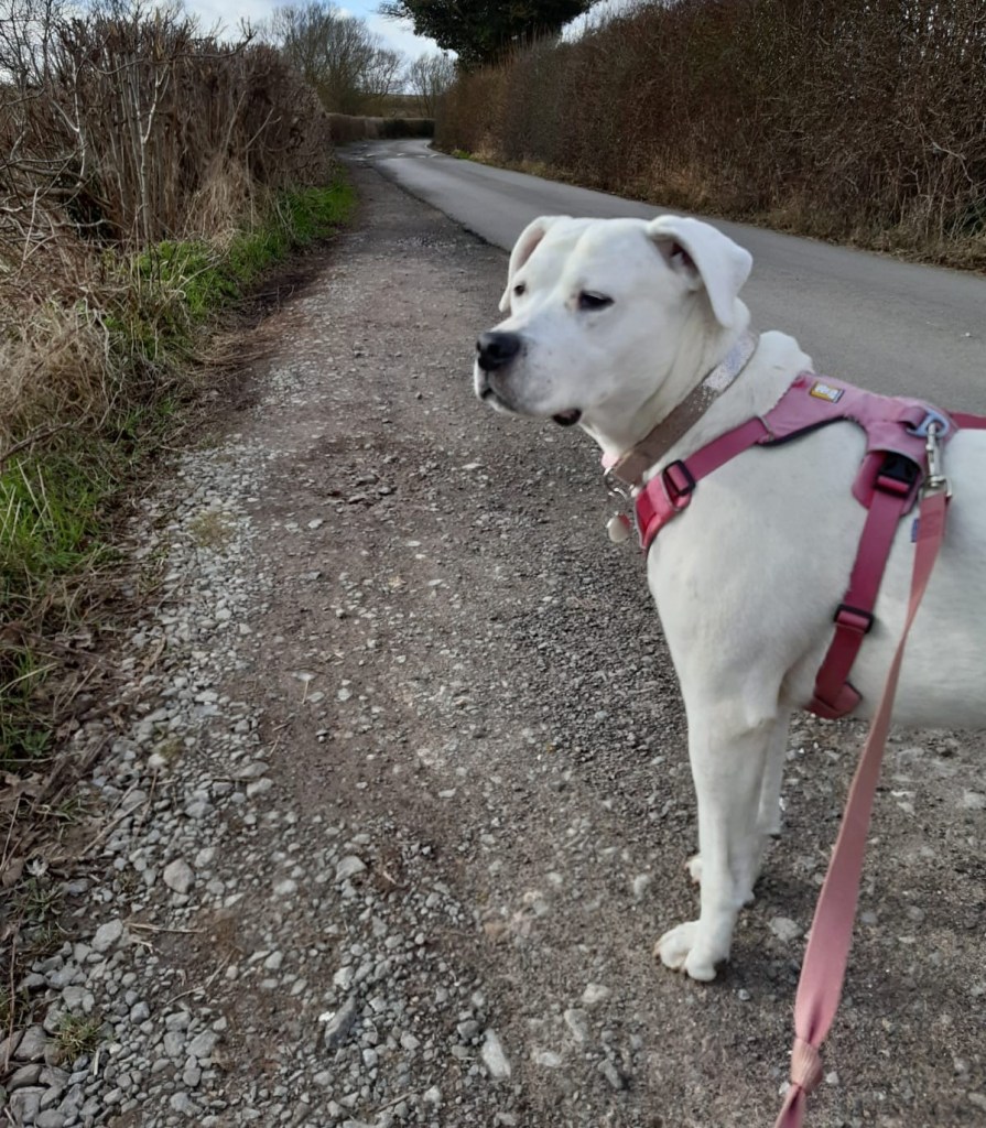 Rescue dog in Witney